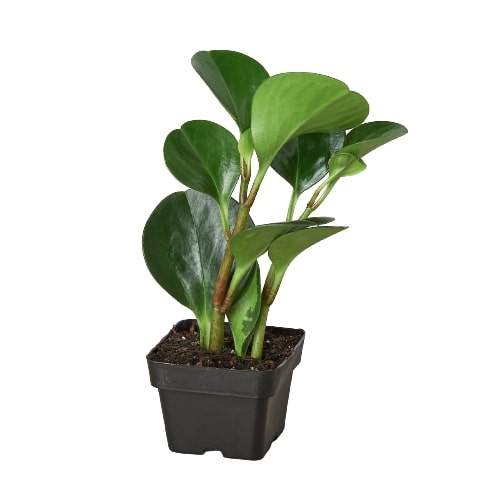 Peperomia Radiator Thailand