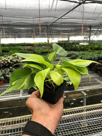 Philodendron Hederaceum Brasil