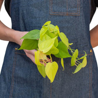 Philodendron Heartleaf Hederaceum Lemon Lime