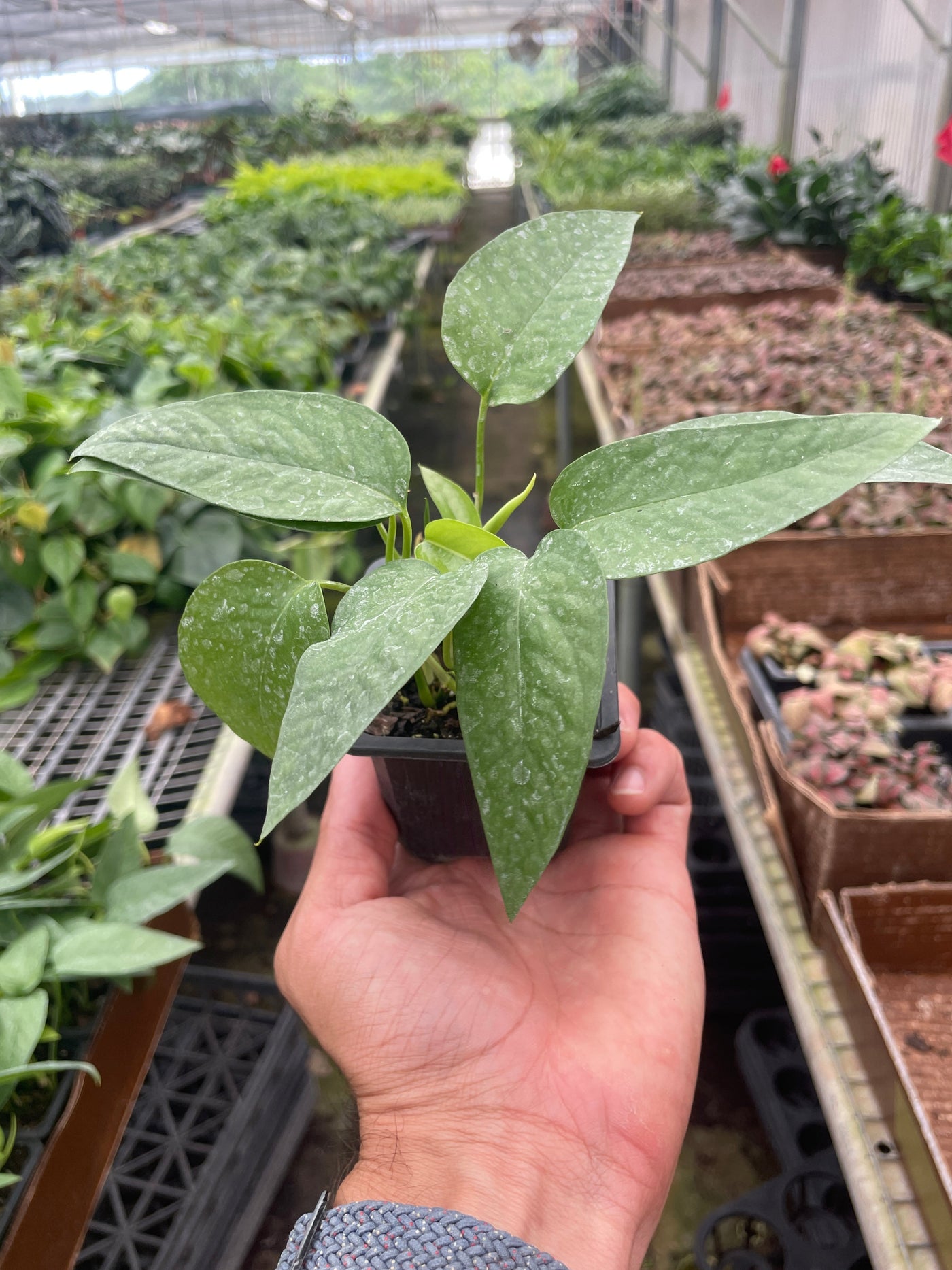 cebu blue pothos philippines Live Epipremnum Pinnatum 'Cebu