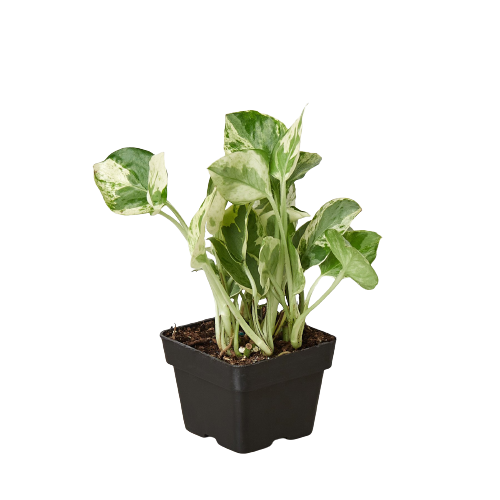 Epipremnum Aureum Pothos NJoy Pearls