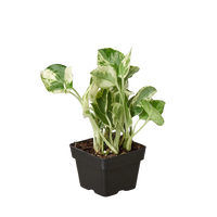 Epipremnum Aureum Pothos NJoy Pearls