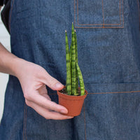 Sansevieria Cylindrica Snake Plant