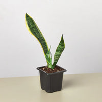 Sansevieria Trifasciata Laurentii Snake Plant