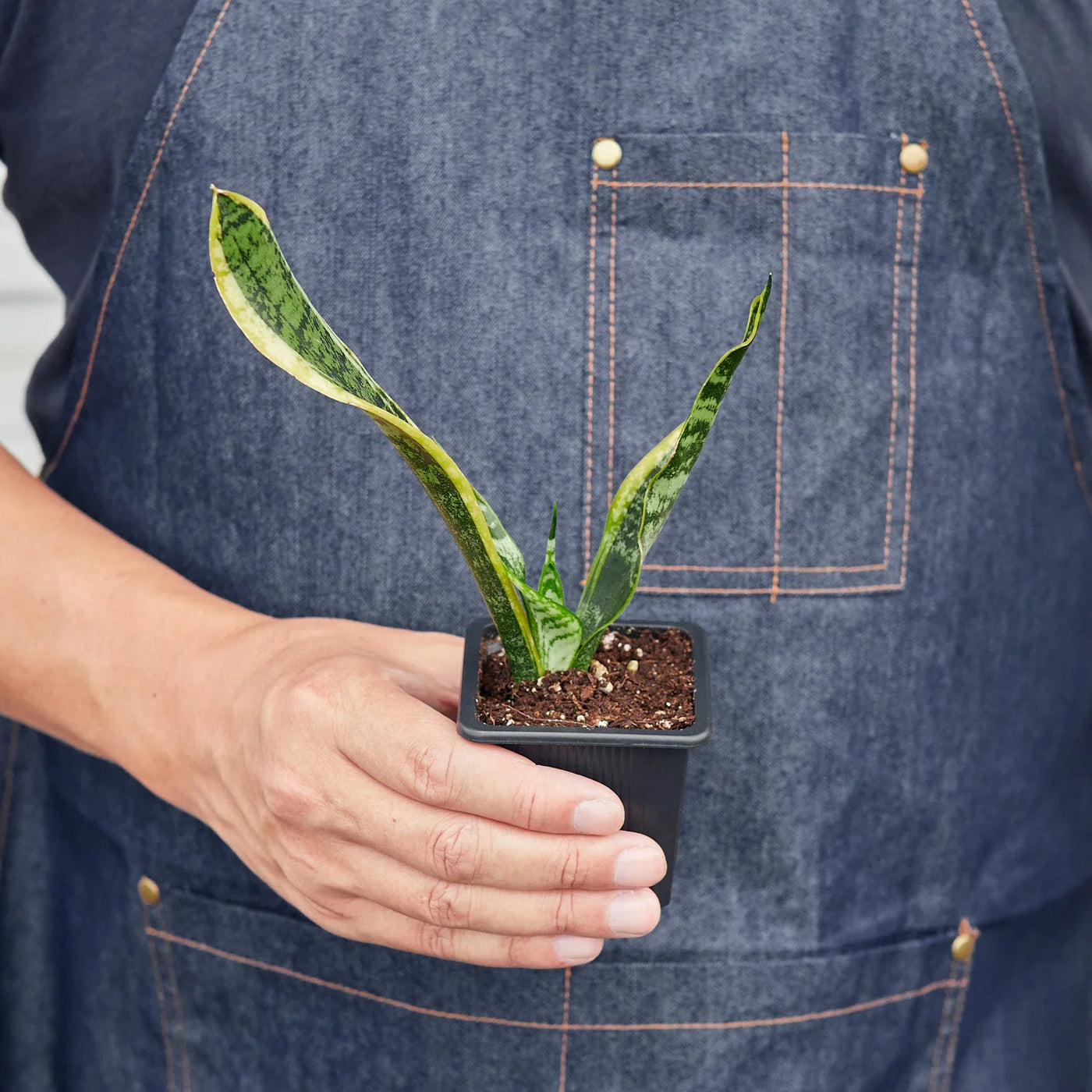 Sansevieria Trifasciata Laurentii Snake Plant