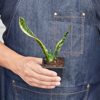 Sansevieria Trifasciata Laurentii Snake Plant