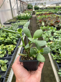 Crassula 'Jade' Succulent
