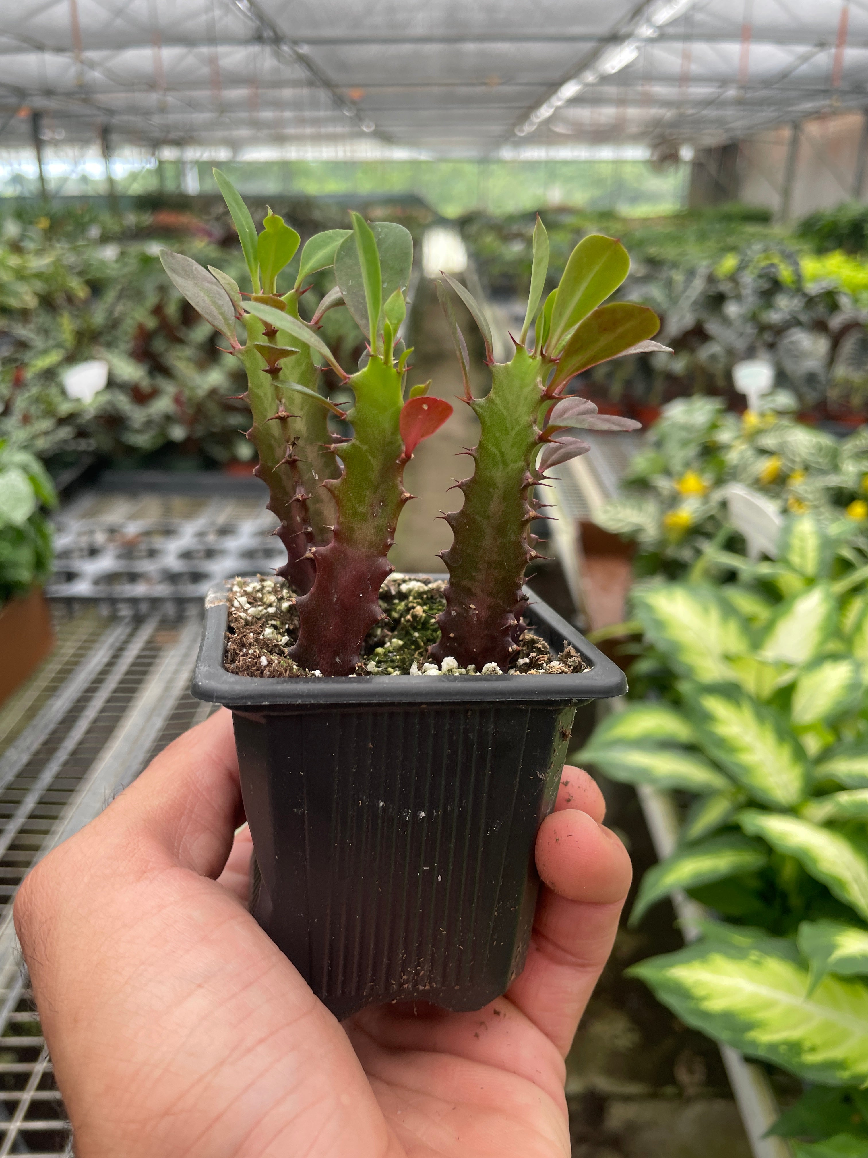 Euphorbia 'Trigona Rubra' Succulent