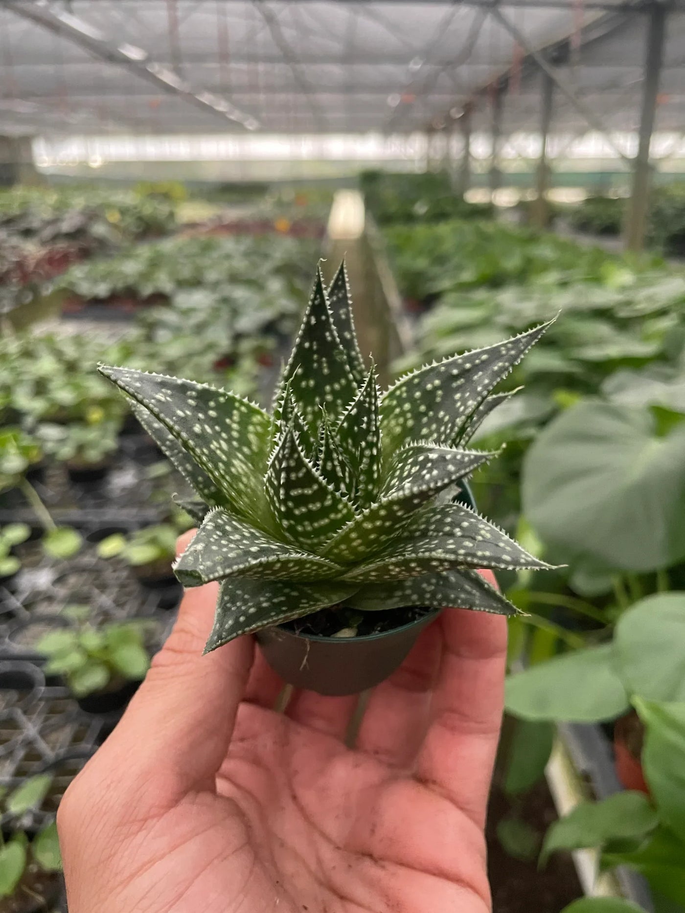 Gasteria Durban Succulent
