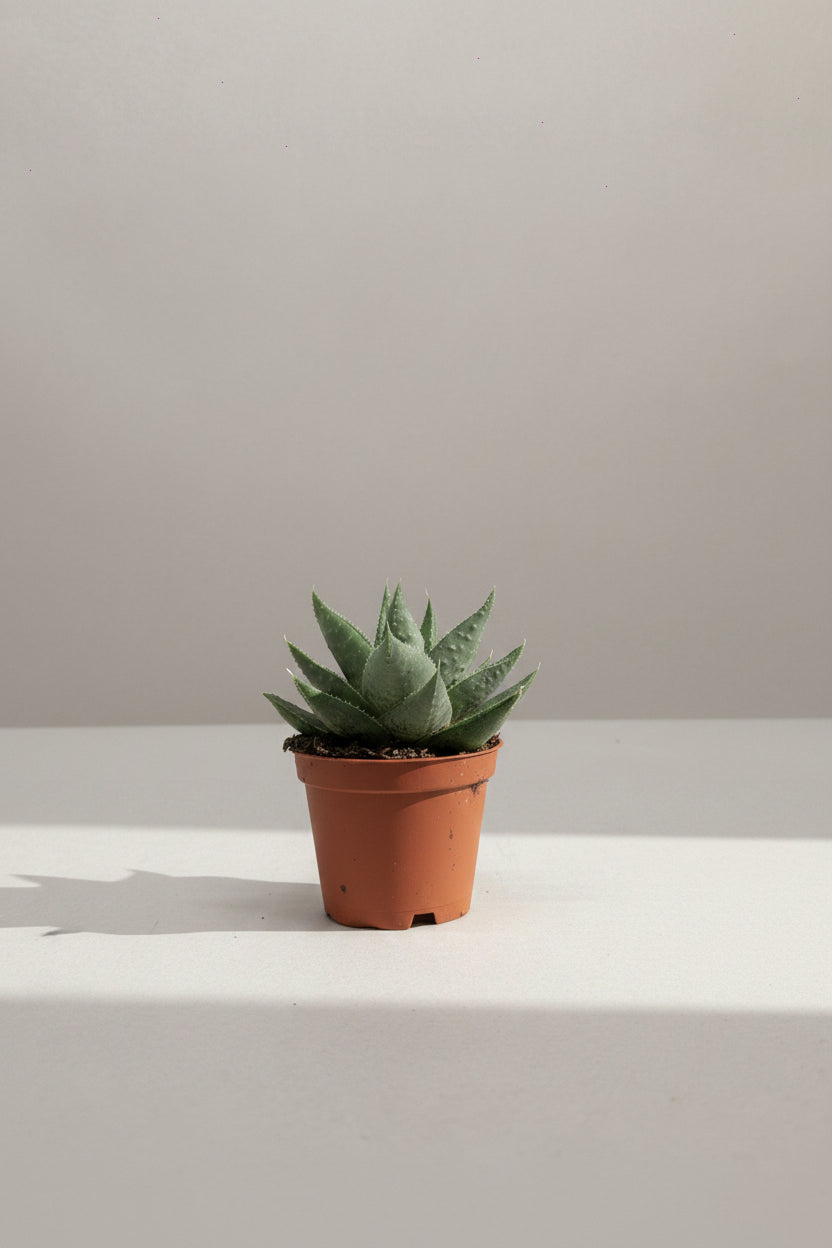 Gasteria 'Little Warty' Haworthia Savanna