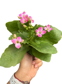 Kalanchoe 'Blossfeldiana'