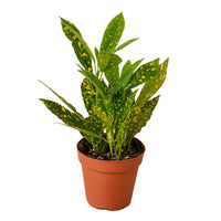 Codiaeum 'Gold Star Dust' Croton