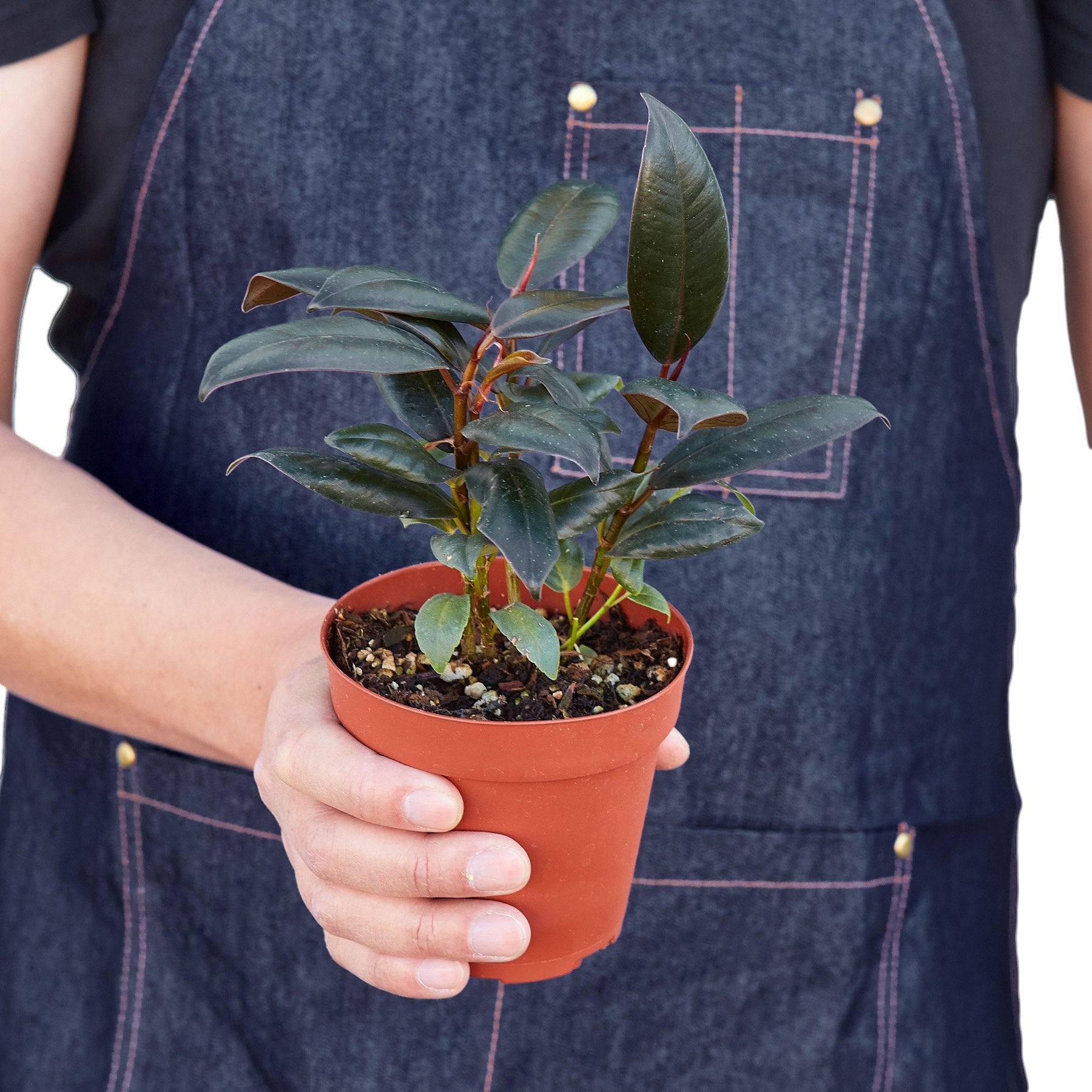 Ficus Elastica Black Burgundy Rubber Plant