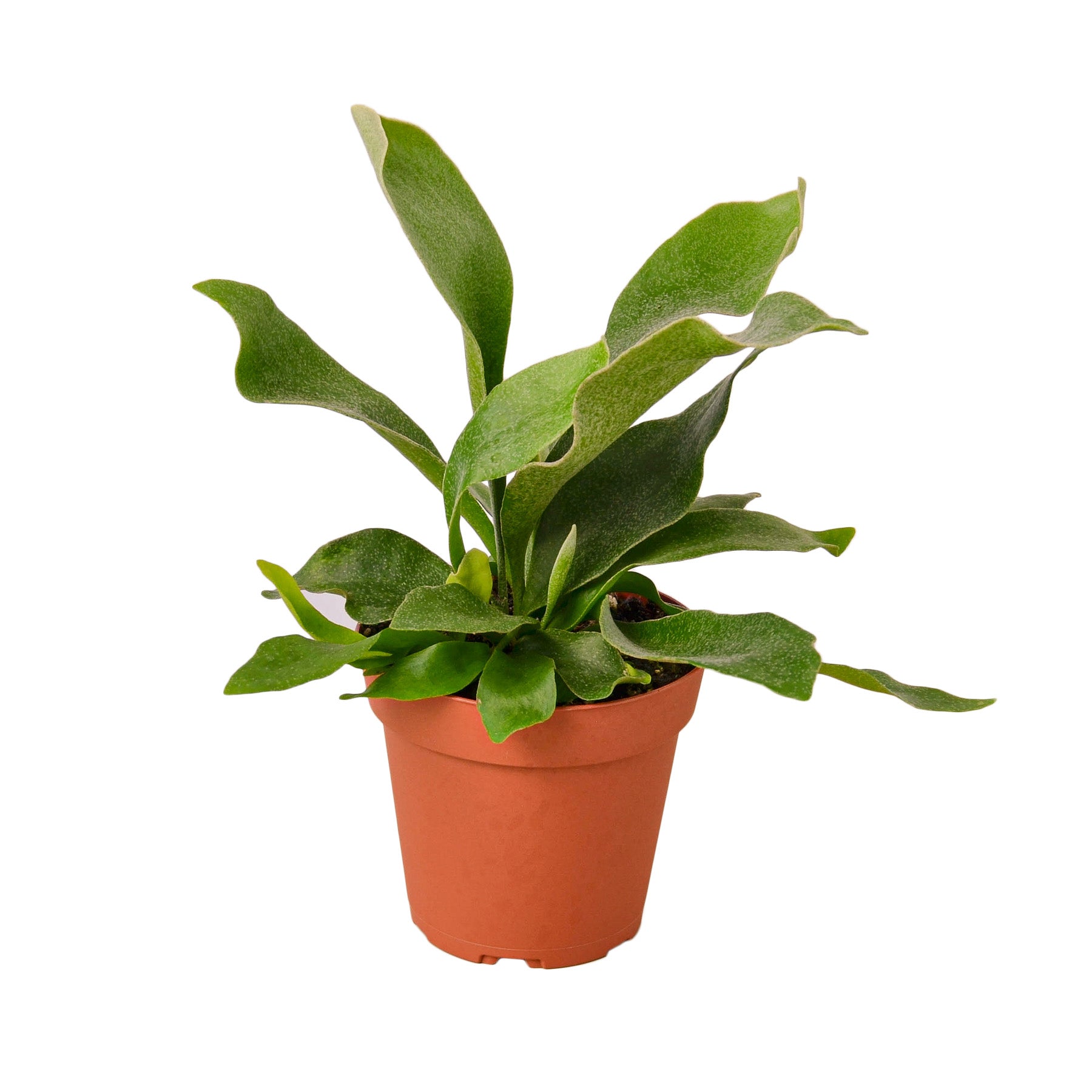 Platycerium Bifurcatum Staghorn Fern