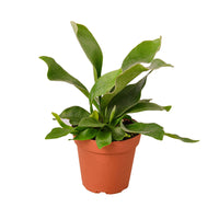 Platycerium Bifurcatum Staghorn Fern