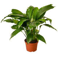 Peace Lily 'Spathiphyllum Wallisii'