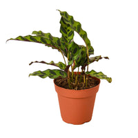 Calathea Rattlesnake Lancifolia