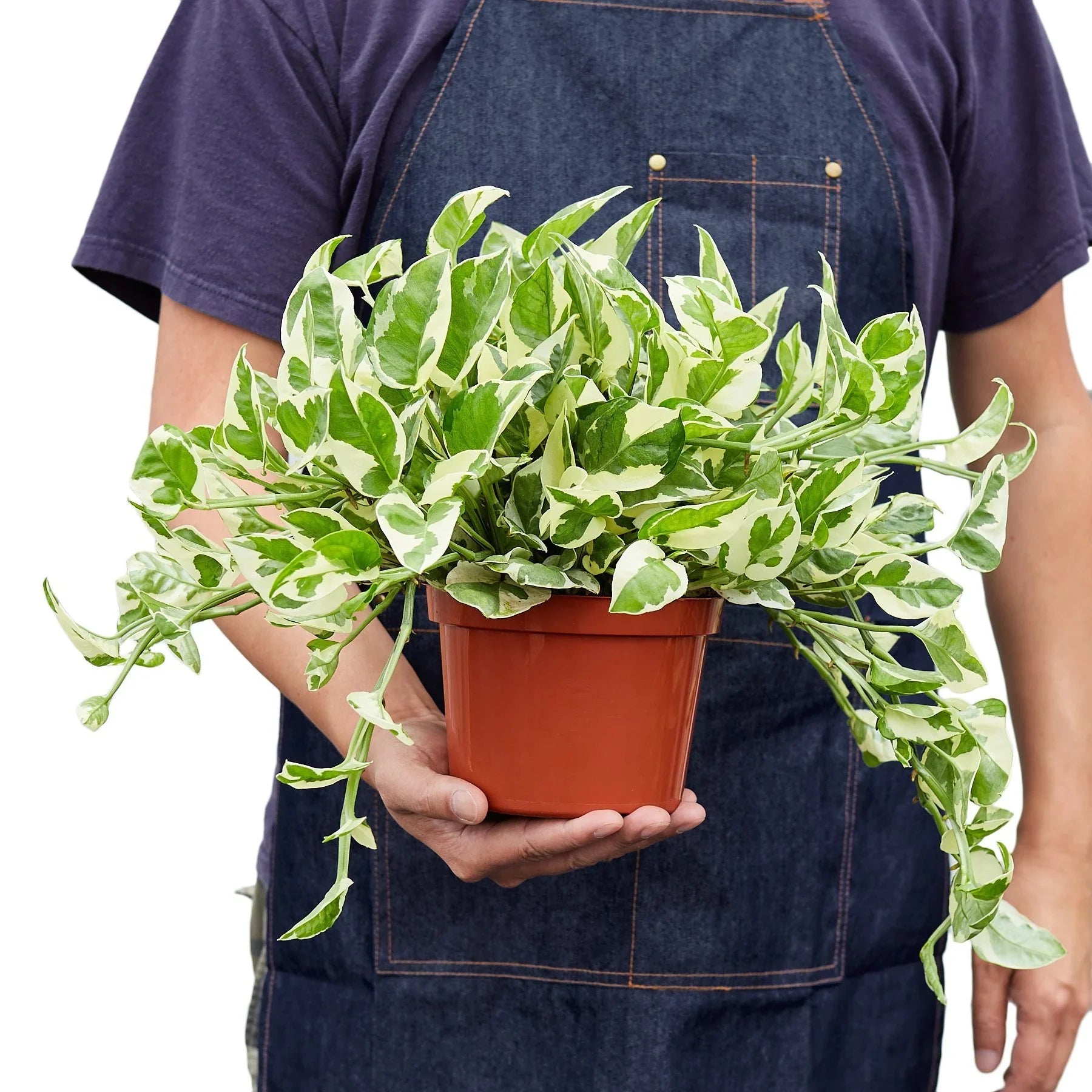 Epipremnum Aureum Pothos NJoy Pearls