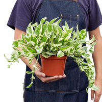 Epipremnum Aureum Pothos NJoy Pearls