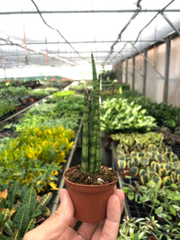 Sansevieria Cylindrica Snake Plant
