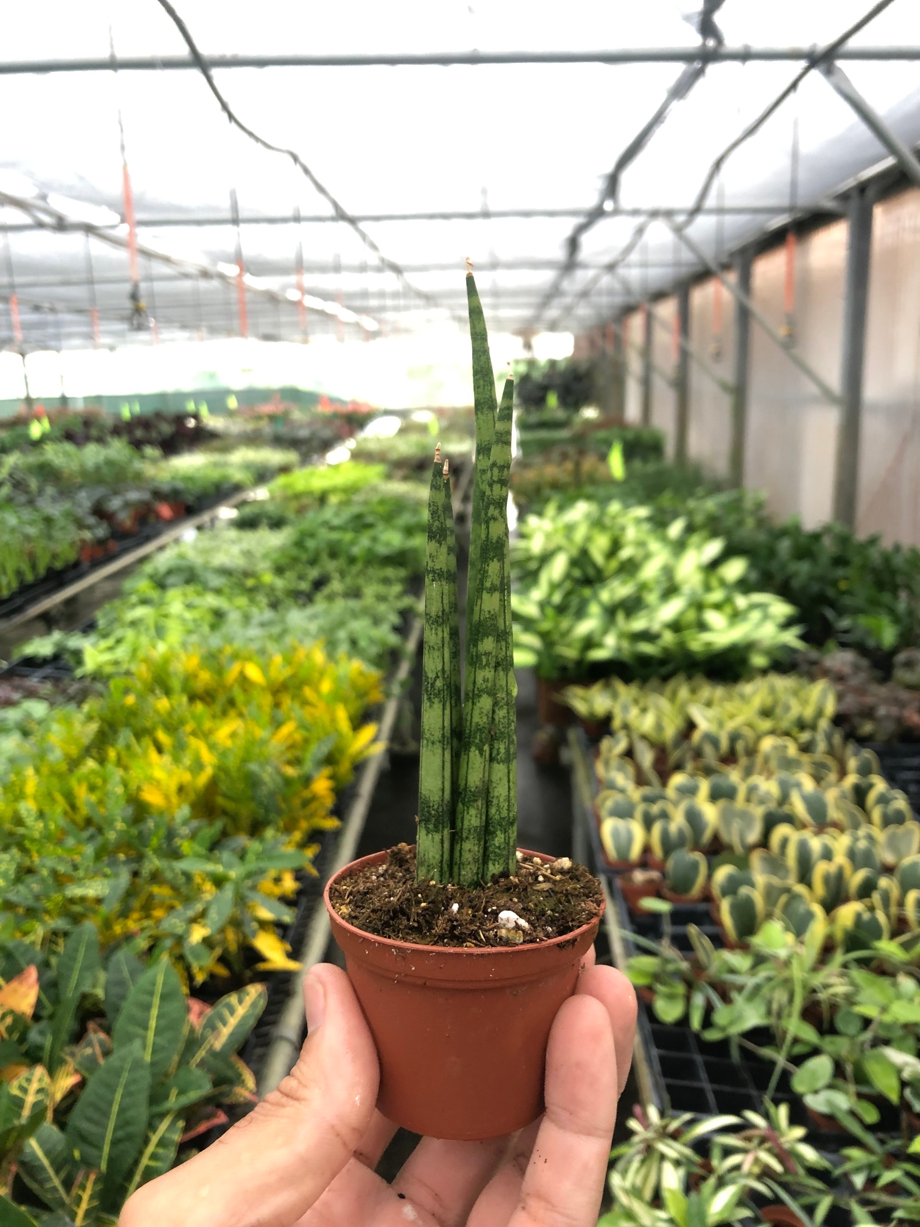 Sansevieria Cylindrica Snake Plant