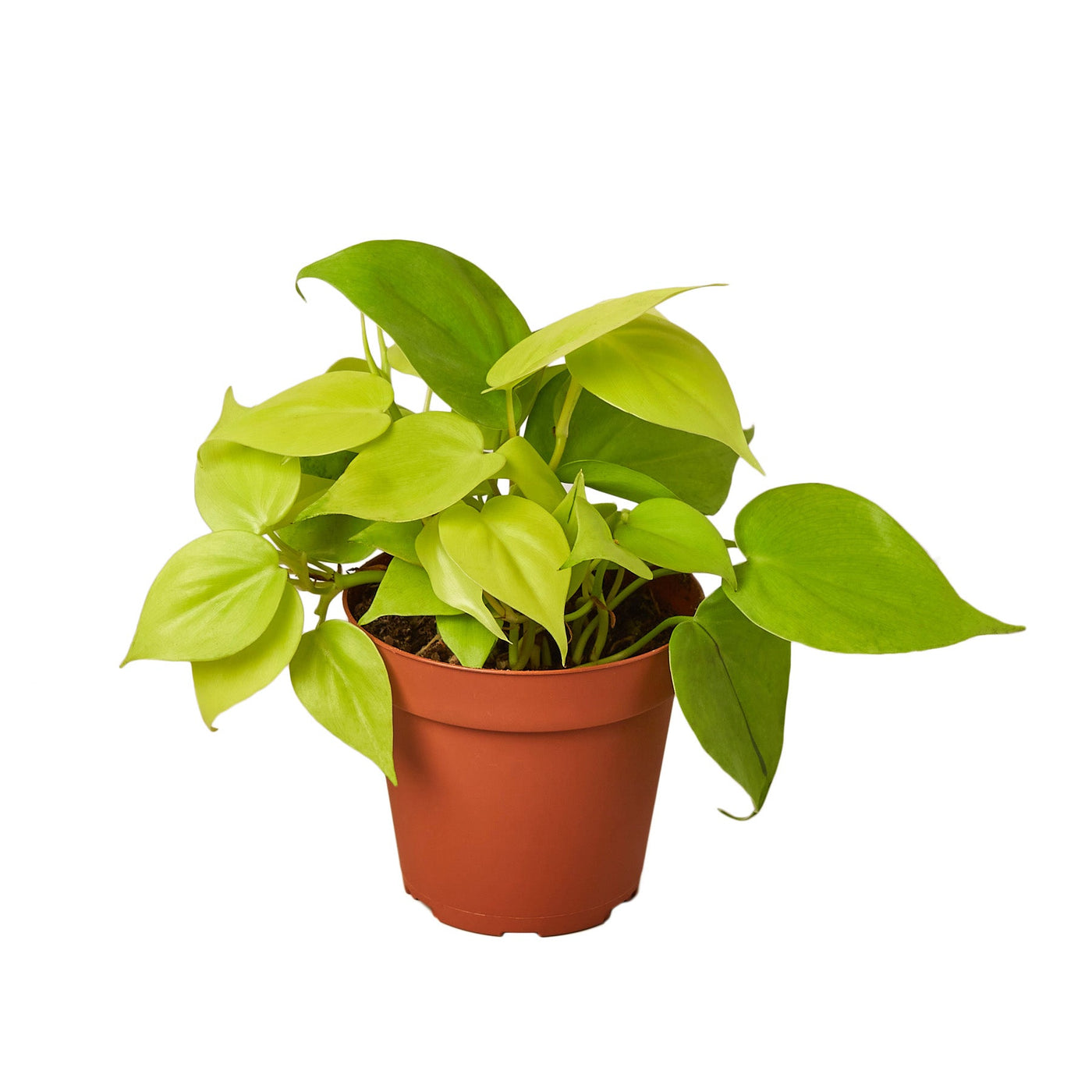 heart leaf philodendron lemon lime Heartleaf Philodendron 6 in. Plant | Low-Maintenance House Plant, Bio-Degradable Pot