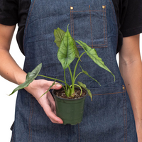 Alocasia Heterophylla Silver 'Dragon's Breath'