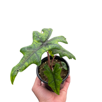 Alocasia Jacklyn