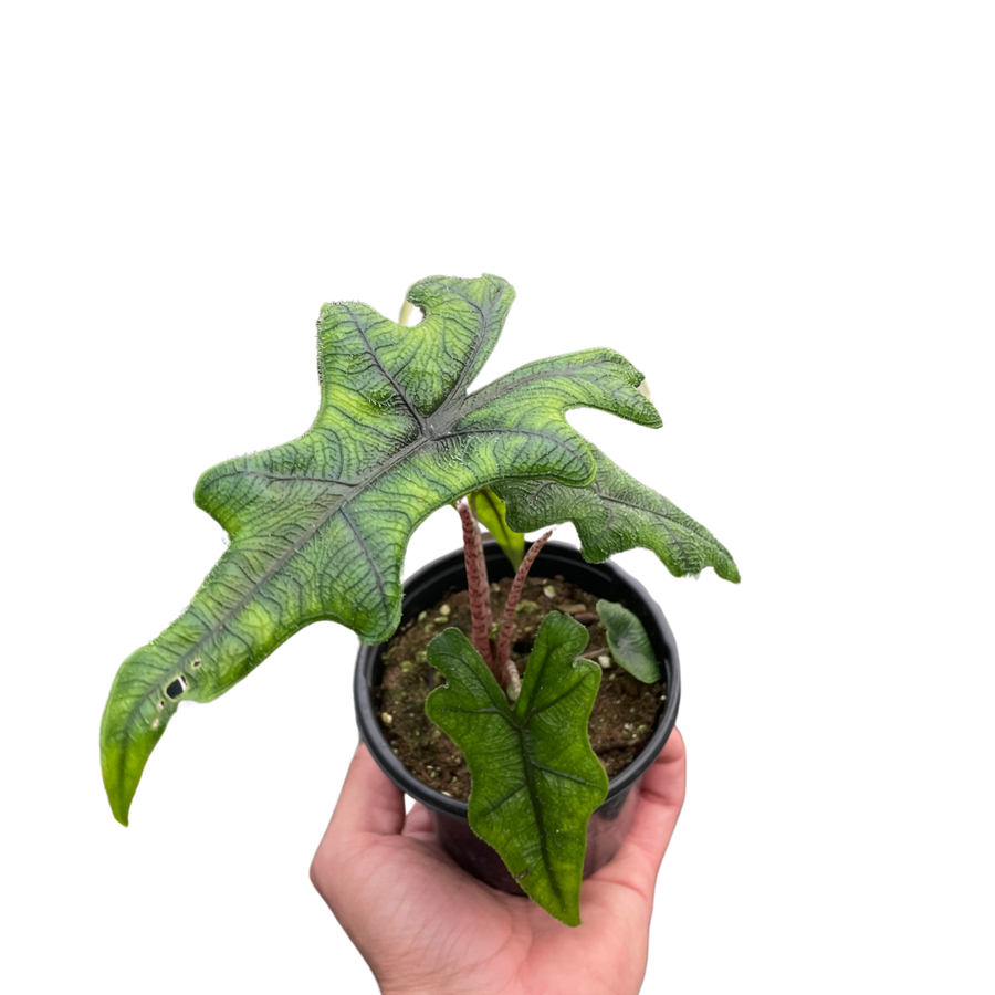 Alocasia Jacklyn