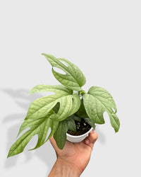 Amydrium 'Silver' Spiderman Monstera