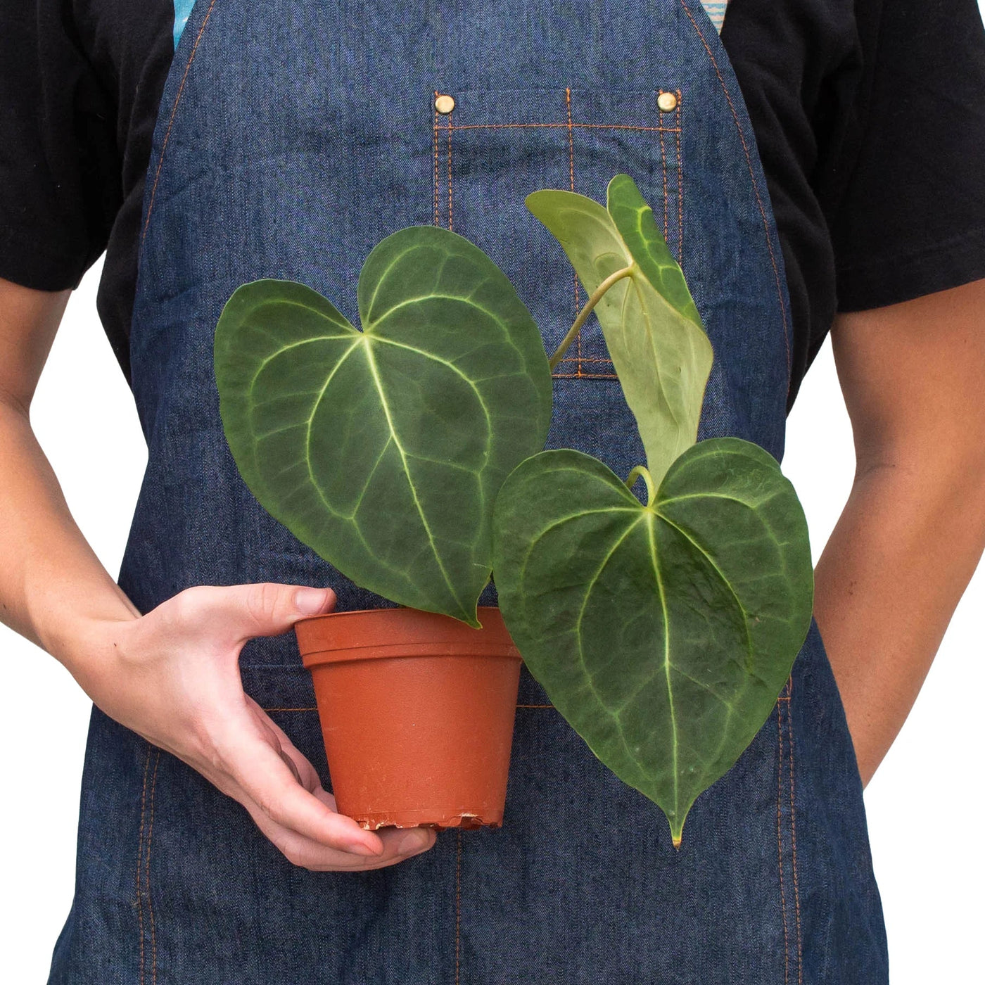 Anthurium Clarinervium