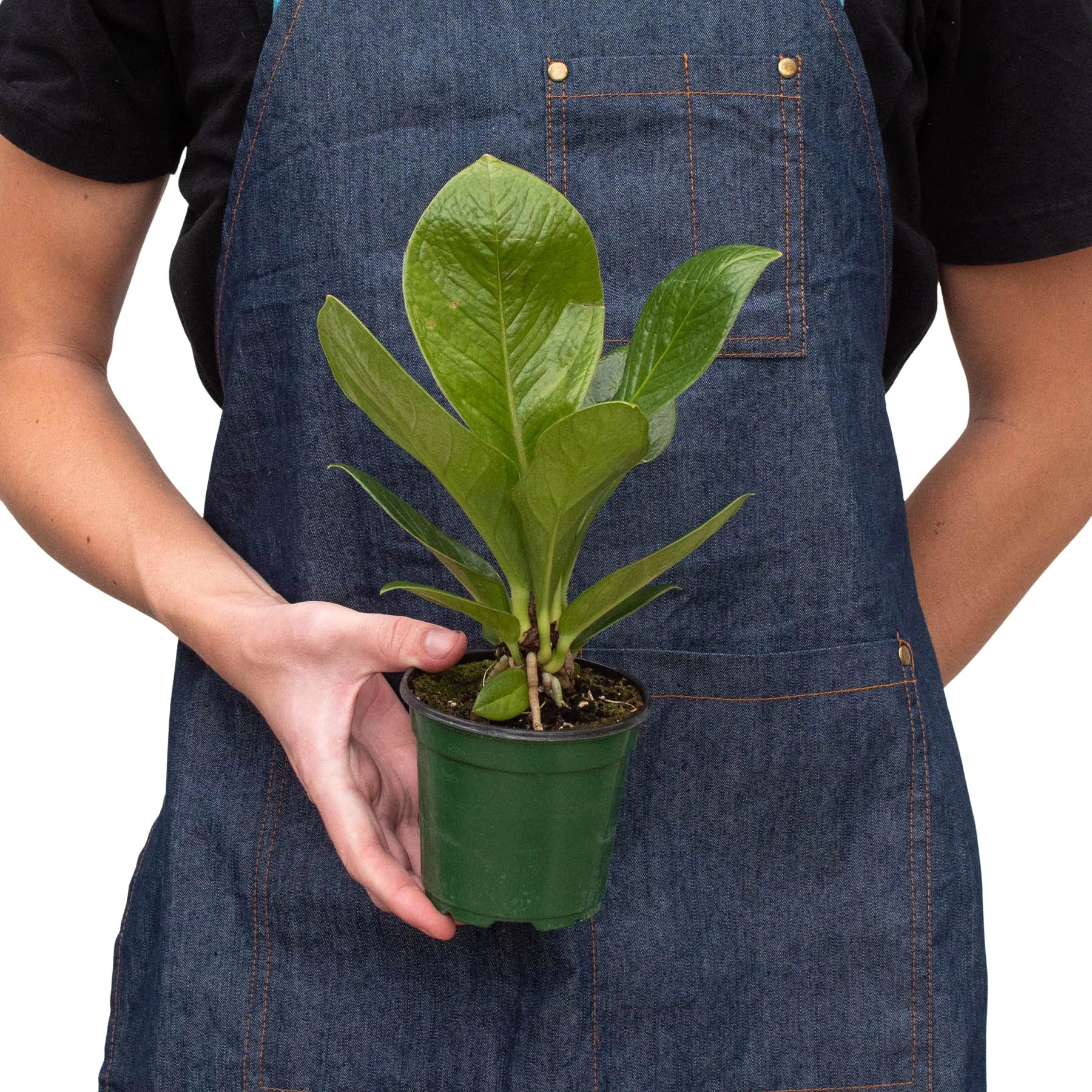Anthurium Cobra Hybrid