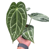 Anthurium Crystallinum