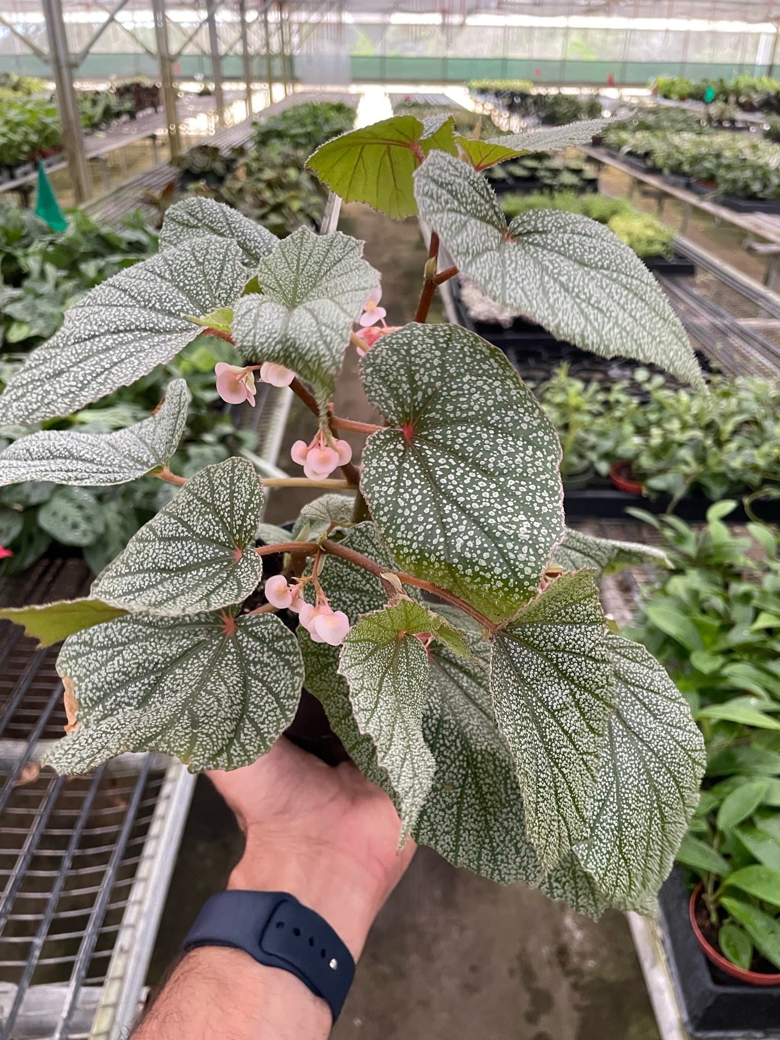 Begonia Angel Wings “Frosty”