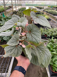 Begonia Angel Wings “Frosty”