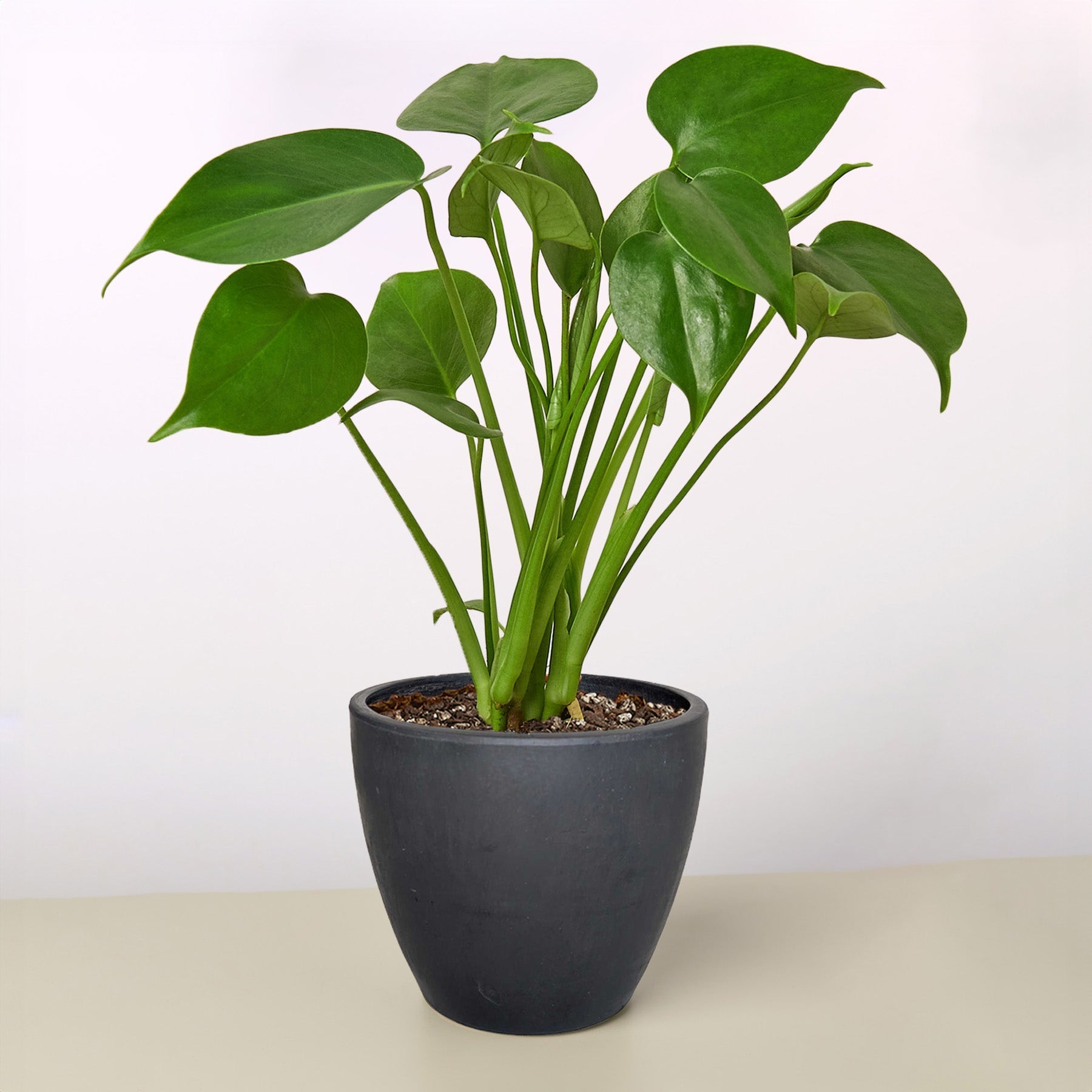 Monstera Deliciosa 'Split-Leaf'