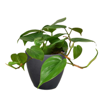 Philodendron Cordatum Heartleaf