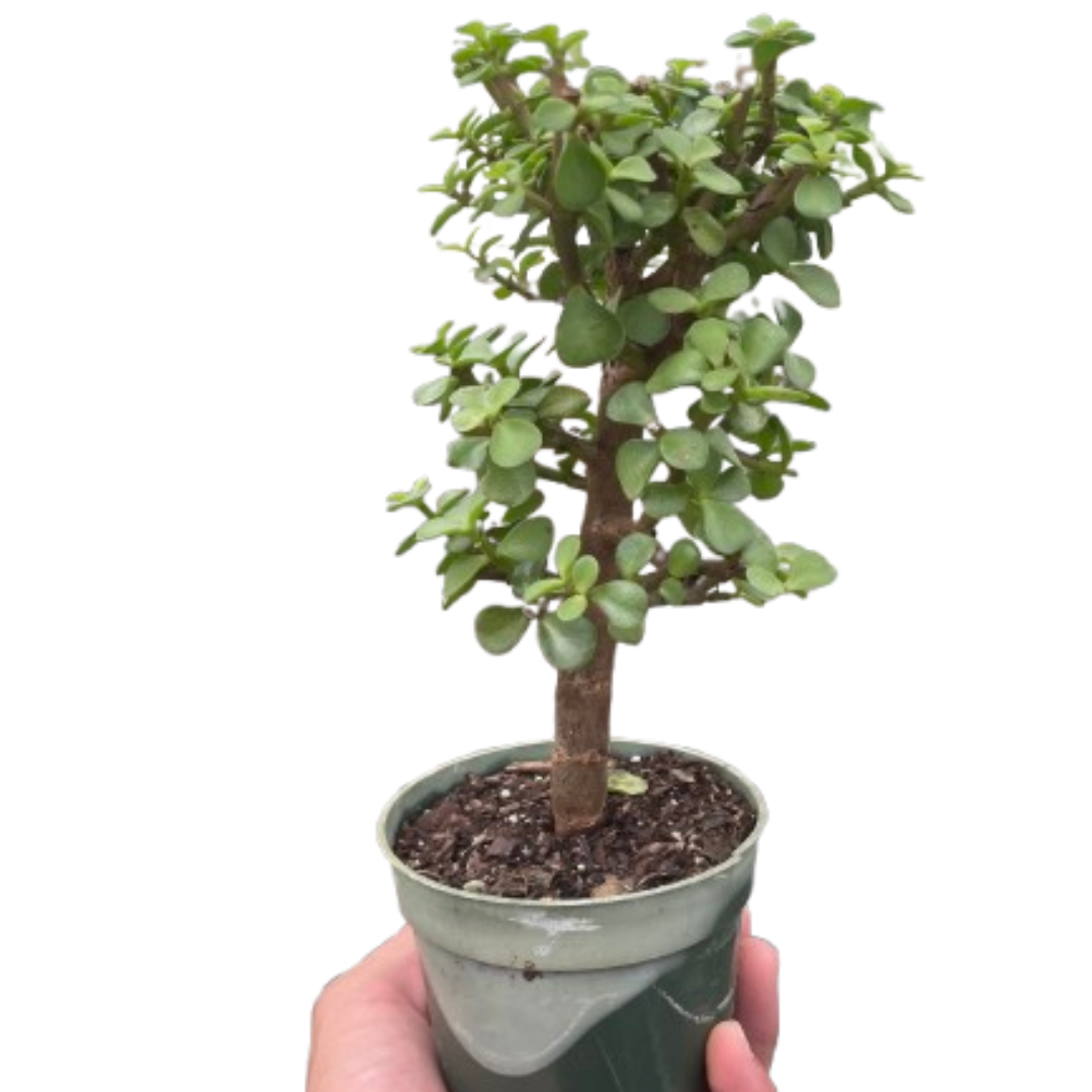 Portulacaria Bonsai Jade Dwarf Green