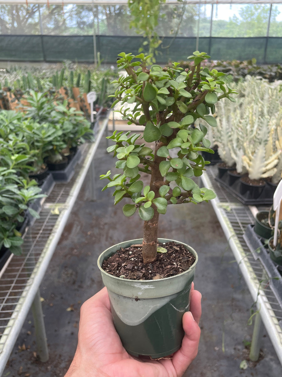 Portulacaria Bonsai Jade Dwarf Green