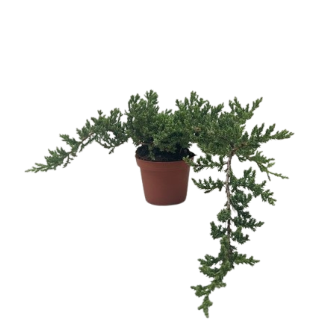 Juniper Jade Bonsai Tree