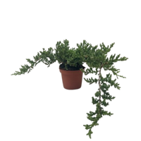 Juniper Jade Bonsai Tree