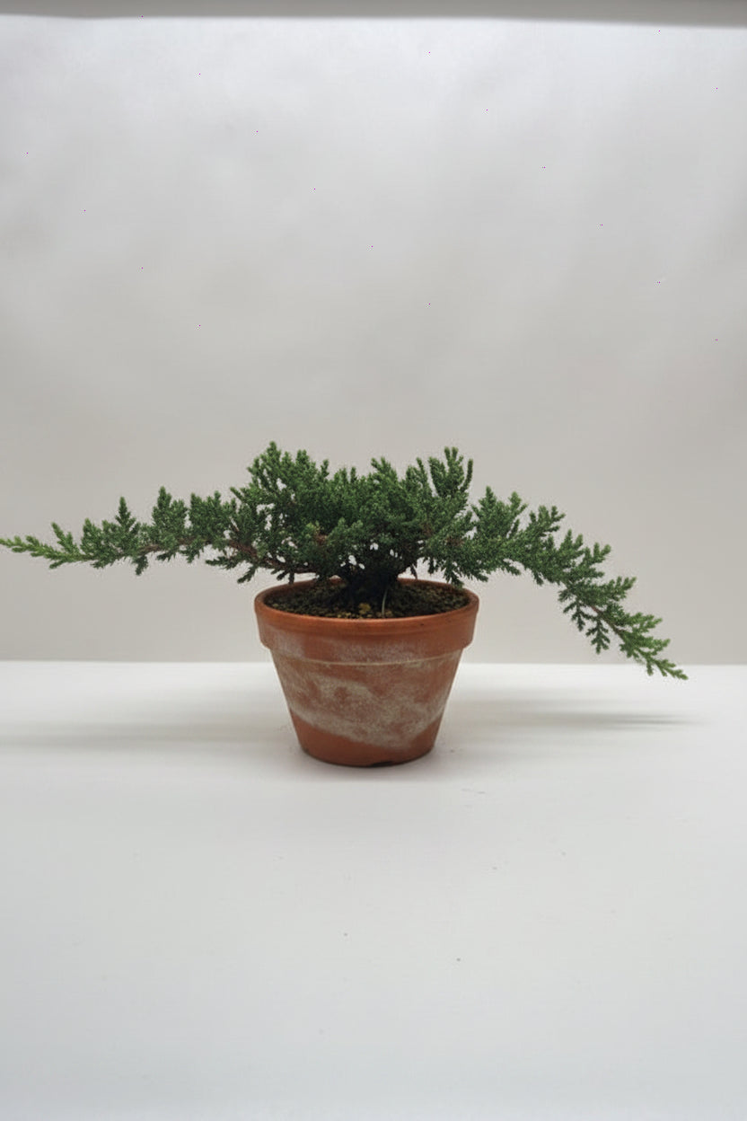 Ficus Microcarpa Compacta Bonsai Juniper