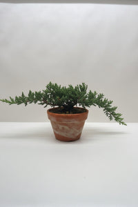 Ficus Microcarpa Compacta Bonsai Juniper