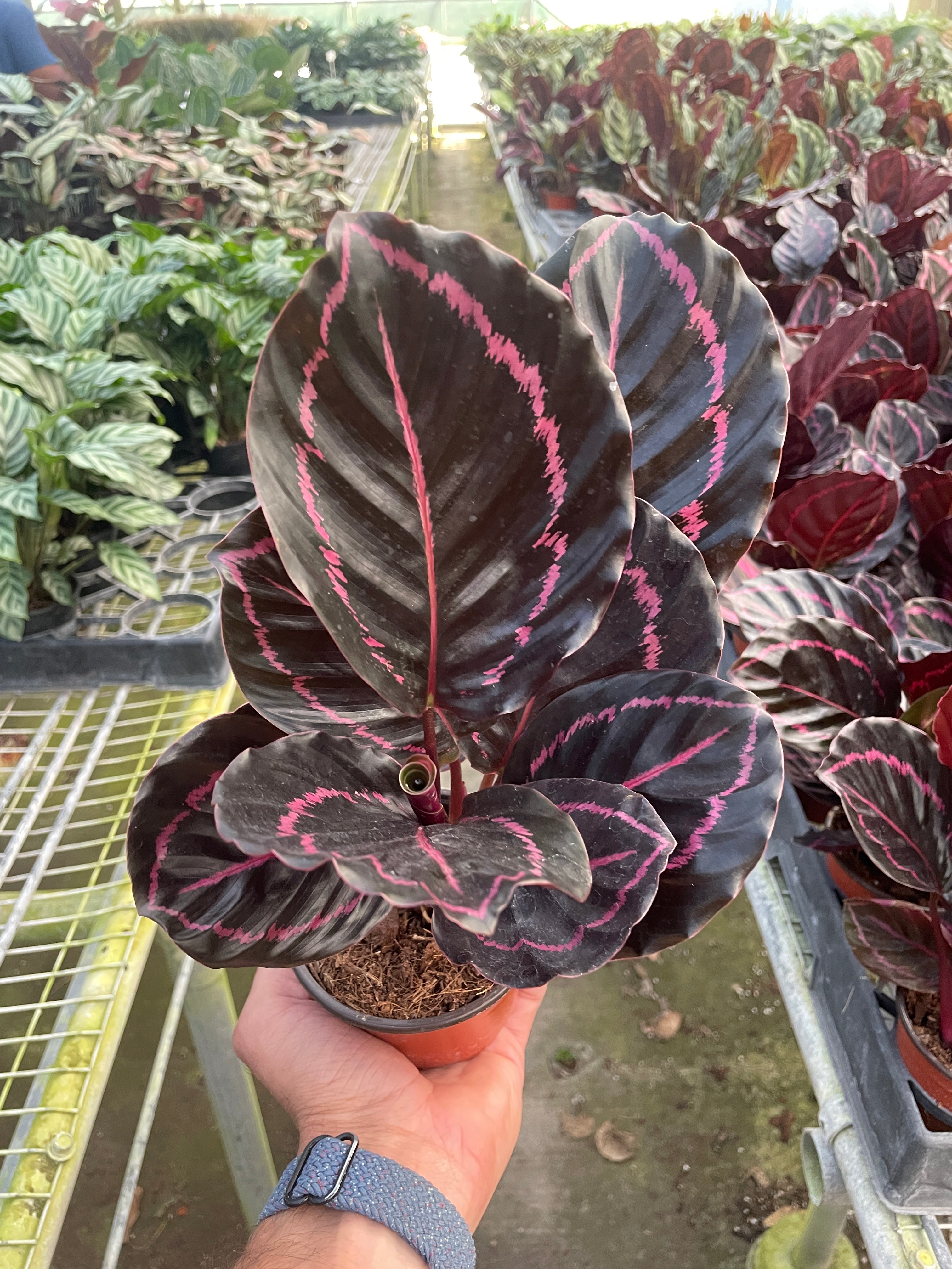 Calathea Dottie Roseopicta