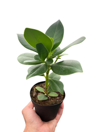 Clusia 'Princess' (Autograph Plant)