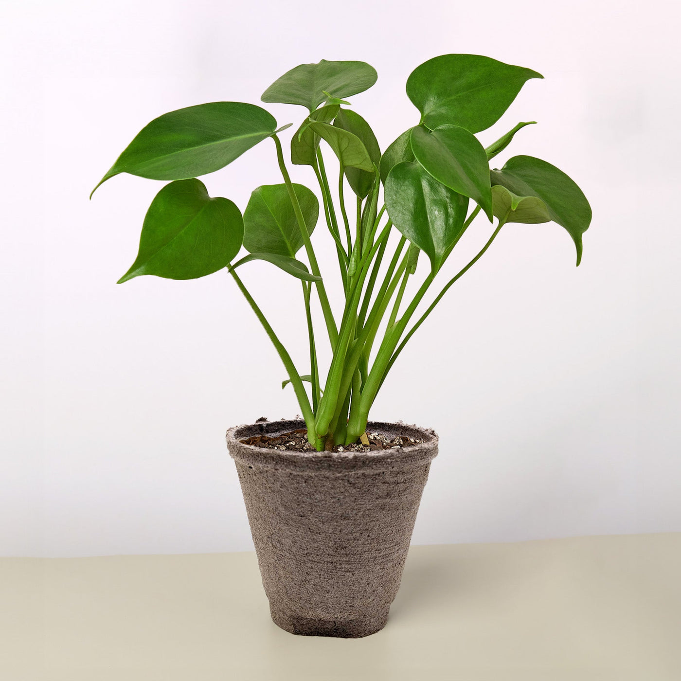 Monstera Deliciosa 'Split-Leaf'