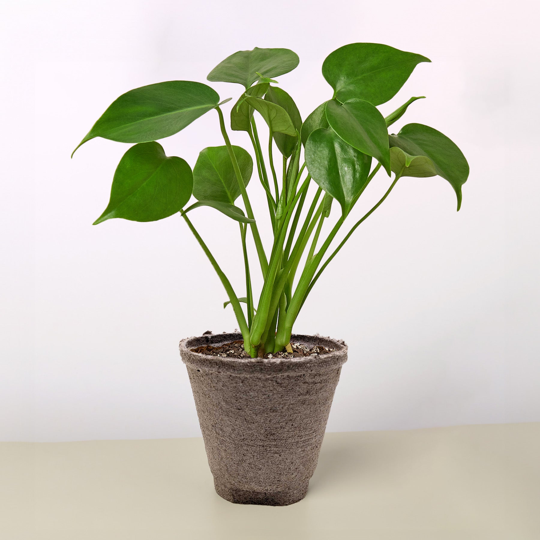 Monstera Deliciosa 'Split-Leaf'