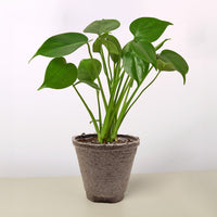 Monstera Deliciosa 'Split-Leaf'