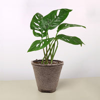 Monstera Adansonii 'Swiss Cheese'