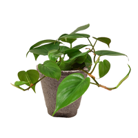 Philodendron Cordatum Heartleaf